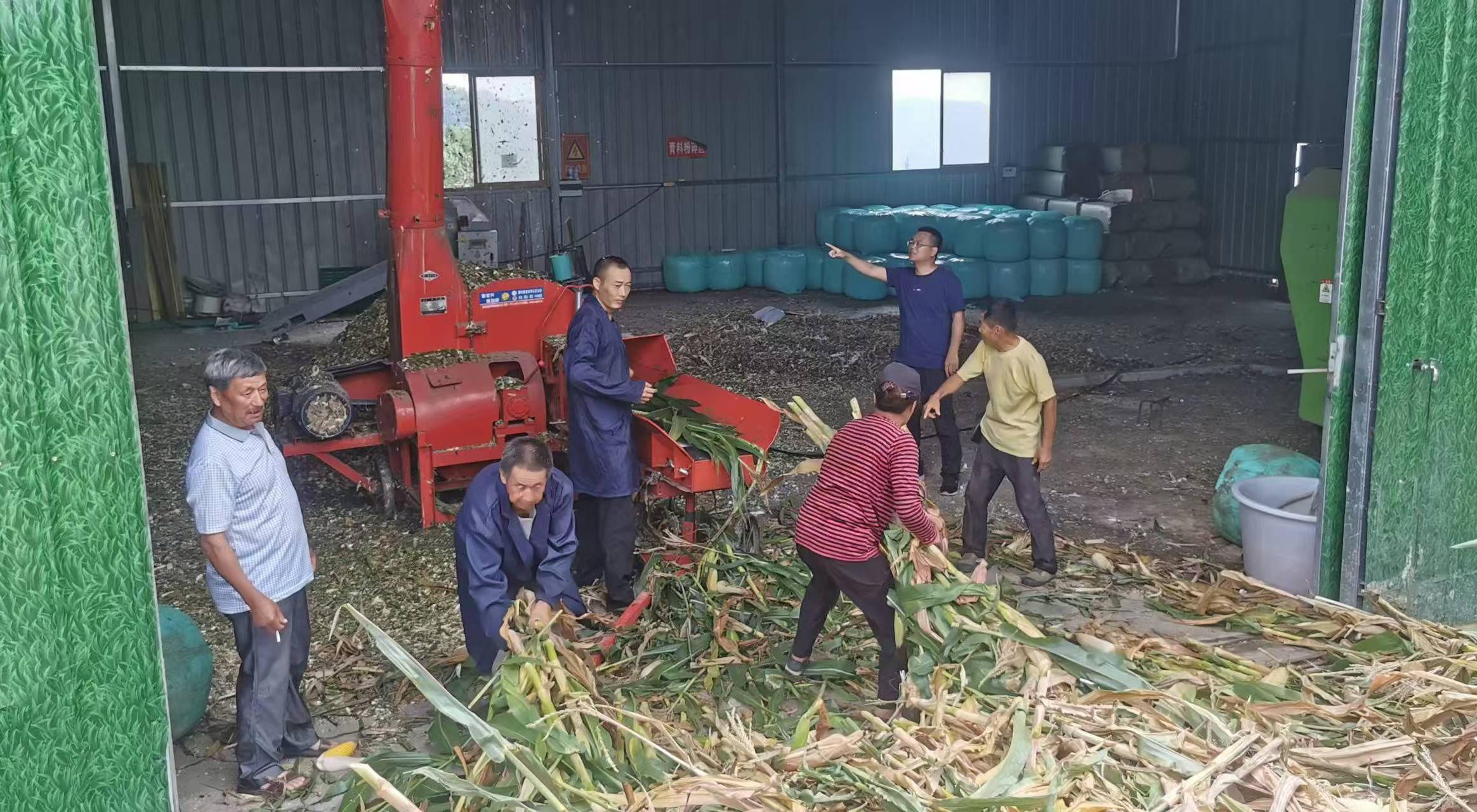 李杰超（右二）組織收購(gòu)村民玉米、開(kāi)展飼草加工